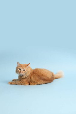 Mavi arka planda yatan sevimli kızıl kedi..