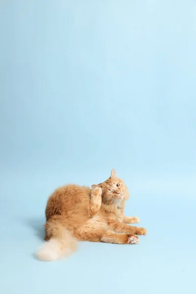 Mavi Arka Planda Yatan Sevimli Kızıl Kedi — Stok fotoğraf