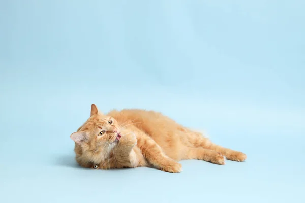 Mavi Arka Planda Yatan Sevimli Kızıl Kedi — Stok fotoğraf
