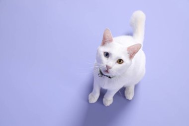 Mor arka planda yatan sevimli beyaz kedi..