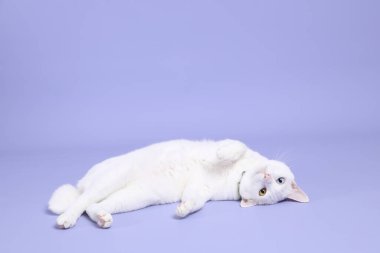 Mor arka planda yatan sevimli beyaz kedi..