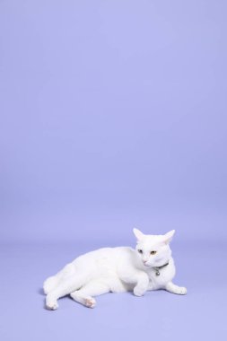 Mor arka planda yatan sevimli beyaz kedi..