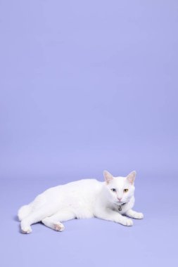 Mor arka planda yatan sevimli beyaz kedi..