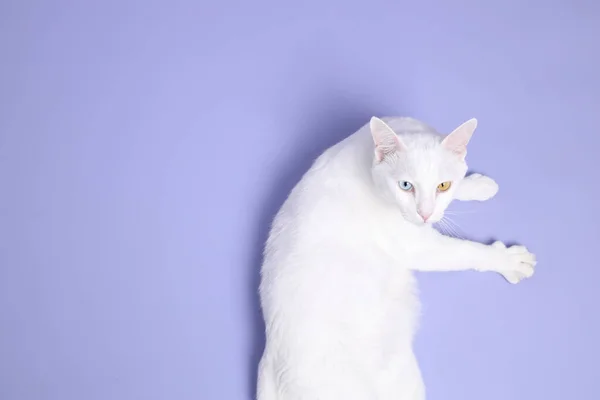 Милий Молодий Білий Кіт Лежить Фіолетовому Фоні — стокове фото