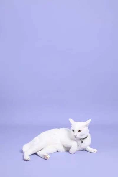 Mor Arka Planda Yatan Sevimli Beyaz Kedi — Stok fotoğraf