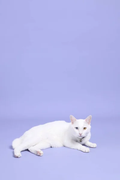 Die Süße Junge Weiße Katze Liegt Auf Dem Lila Hintergrund — Stockfoto