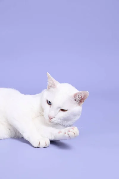 Милая Молодая Белая Кошка Лежит Фиолетовом Фоне — стоковое фото