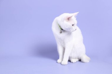 Mor arka planda oturan genç beyaz kedi..