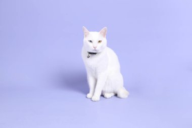 Mor arka planda oturan genç beyaz kedi..