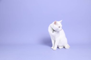 Mor arka planda oturan genç beyaz kedi..