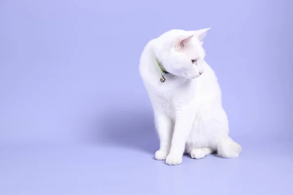 Young White Cat Sitting Purple Background — стоковое фото