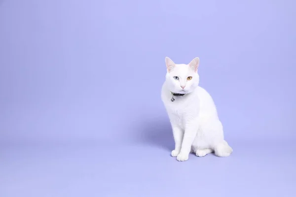 Молодий Білий Кіт Сидить Фіолетовому Фоні — стокове фото