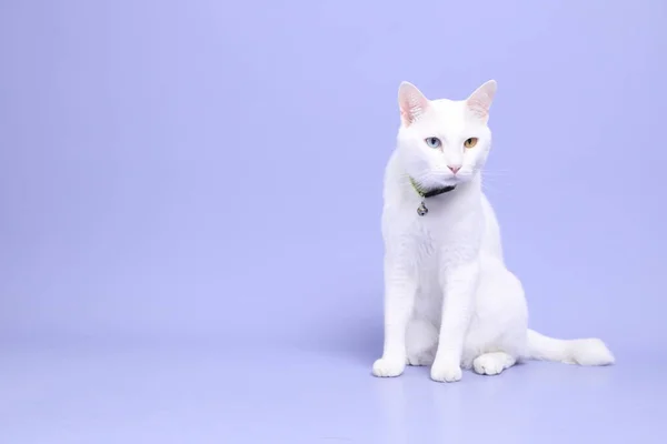 Young White Cat Sitting Purple Background — стоковое фото