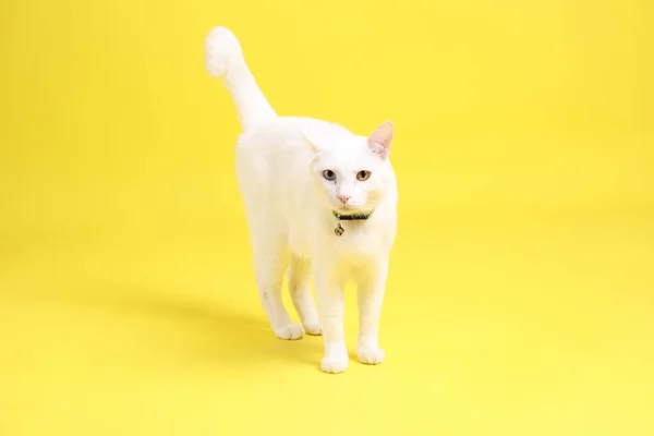 Молодий Білий Кіт Ходить Жовтому Тлі — стокове фото