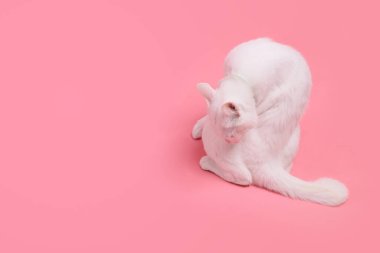 Pembe arka planda oturan genç beyaz kedi..