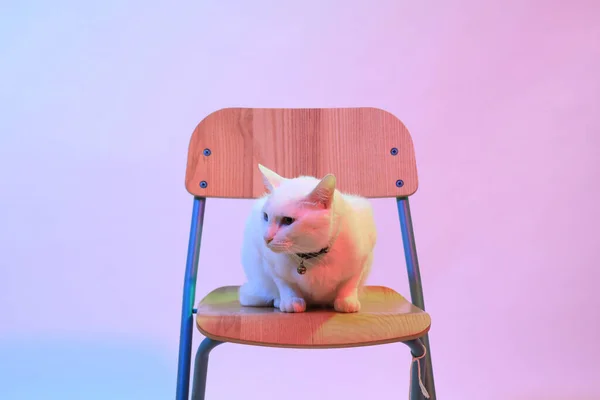 Jonge Witte Kat Zit Onder Het Gel Lichteffect — Stockfoto