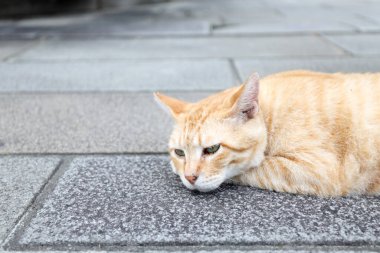 The ginger stray cat lying on the walkway in the public park.