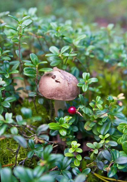 Cogumelo e cranberrie na floresta — Fotografia de Stock