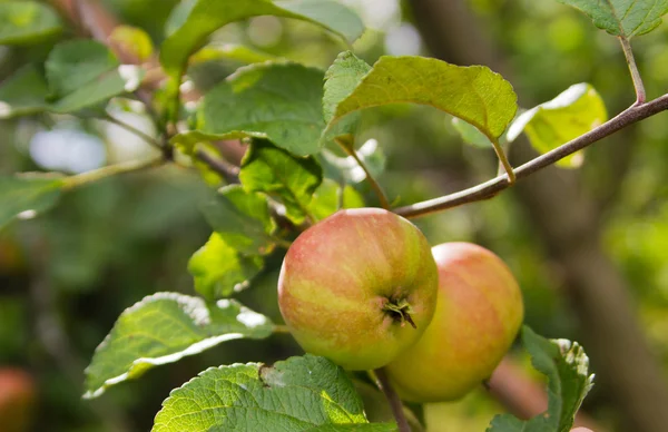 Appels op een tak — Stockfoto