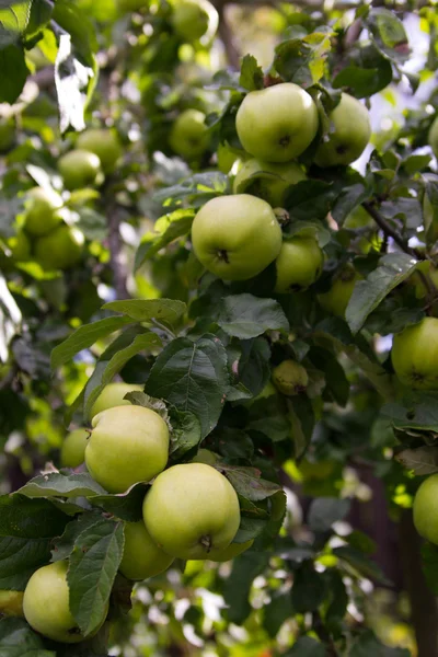 Apples on a branch — Stock Photo, Image