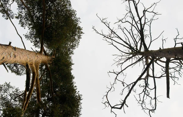 Live and Dead Trees — Stock Photo, Image