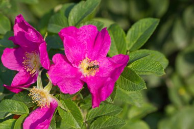 Dog rose ve yaban arısı
