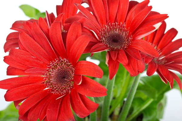 Röd gerbera blomma — Stockfoto