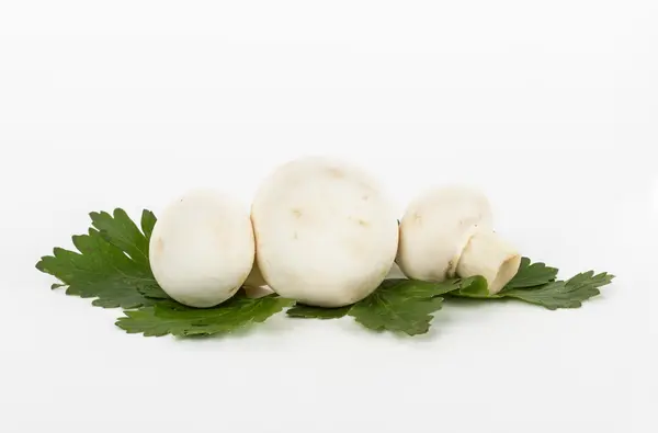 White mushrooms on white background — Stock Photo, Image