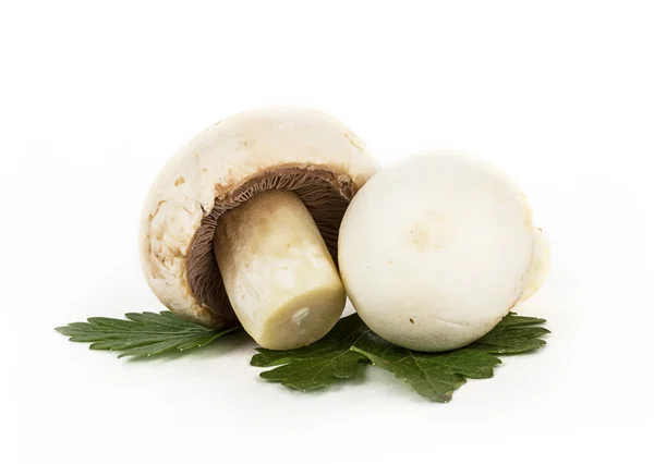 White mushrooms on white background — Stock Photo, Image