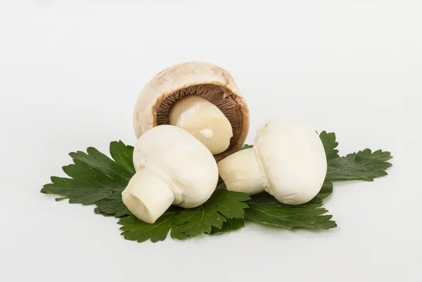 Cogumelos brancos no fundo branco — Fotografia de Stock