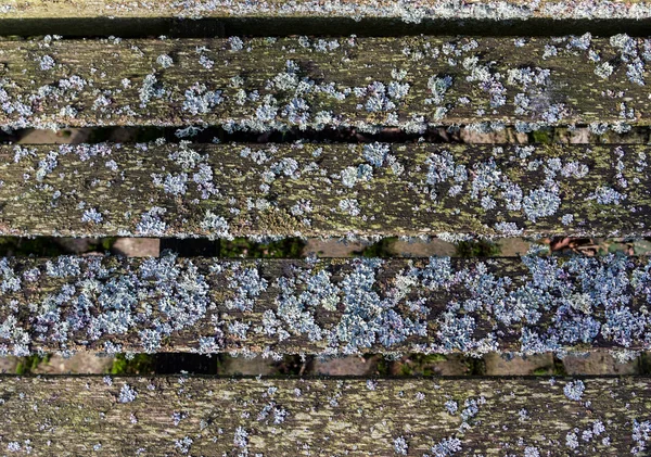 Fondo de madera con musgo — Foto de Stock