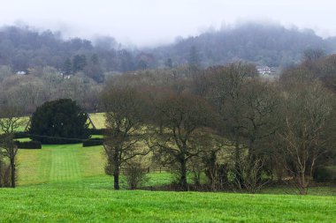 güzel ağaçlar ve sis ve sis