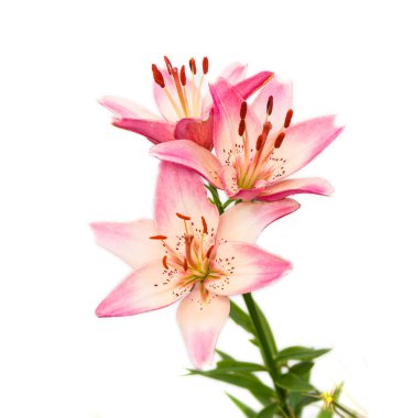 mükemmel lilly flower