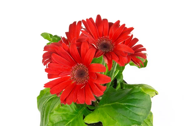 Rode gerbera madeliefje bloem — Stockfoto