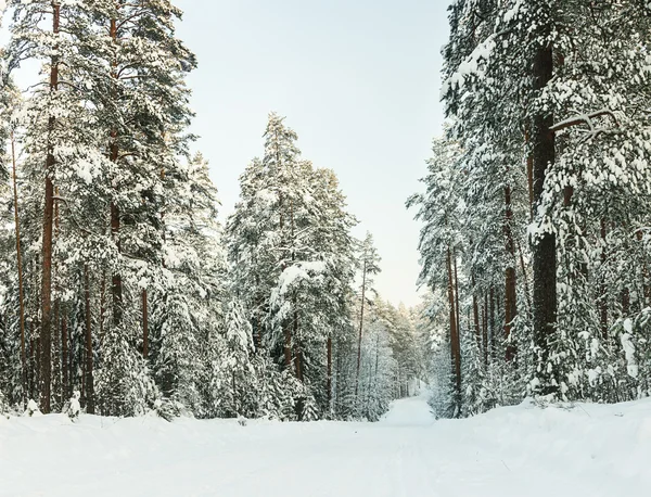 Russo Inverno foresta neve strada — Foto Stock