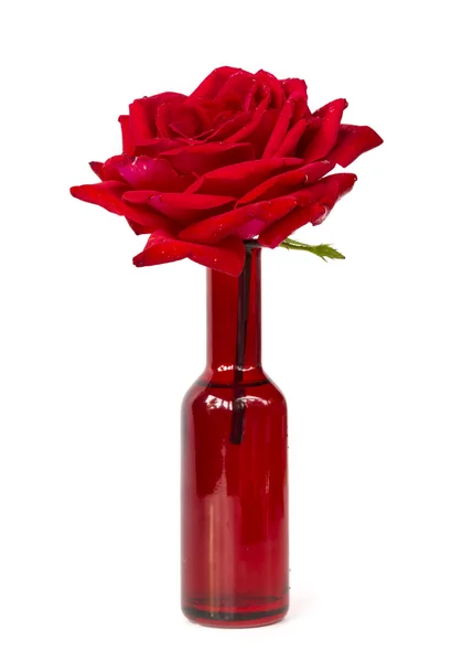 Rosa rossa perfetta in vaso rosso isolato — Foto Stock