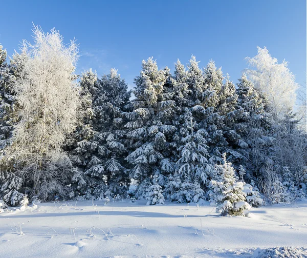 Bosque de invierno ruso nieve carretera — Foto de Stock