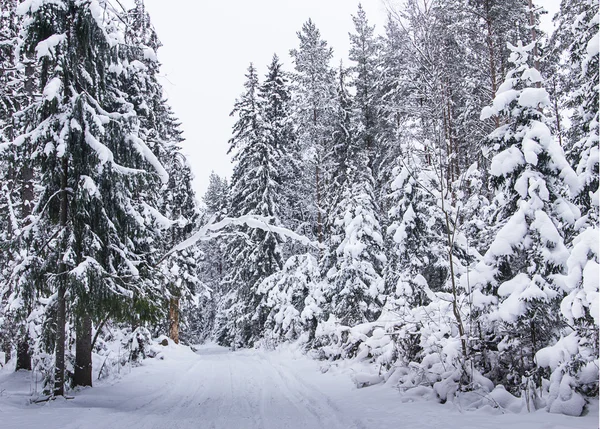 Ryska vintern snö skogsväg — Stockfoto