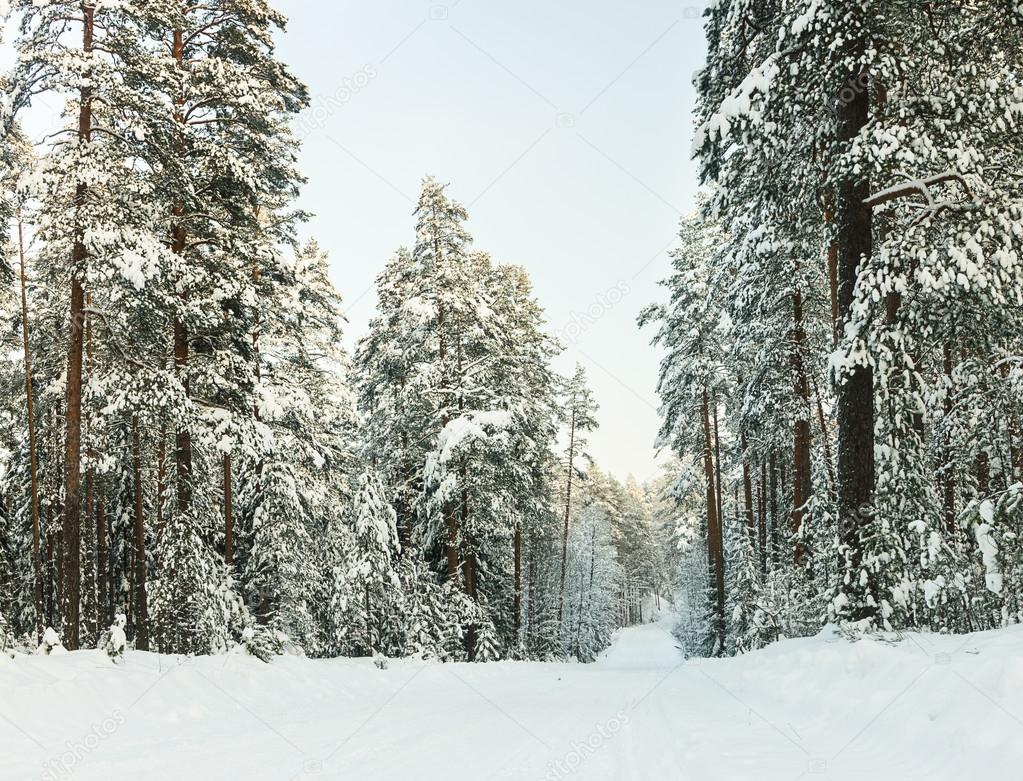 Russian Winter forest snow road
