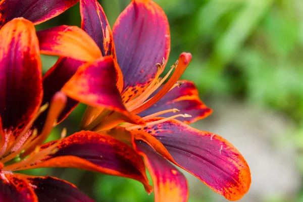 Lily flower — Stockfoto