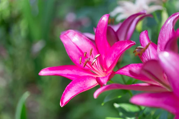 Lily flower — Stockfoto