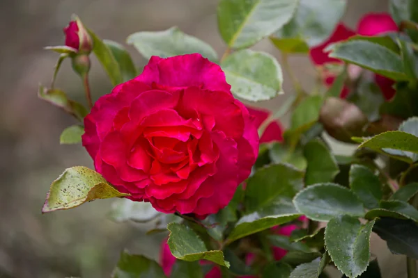 Roze bloem — Stockfoto