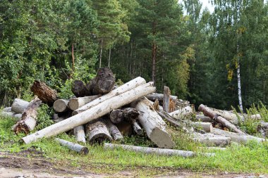 Ormanların tahrip edilmesi