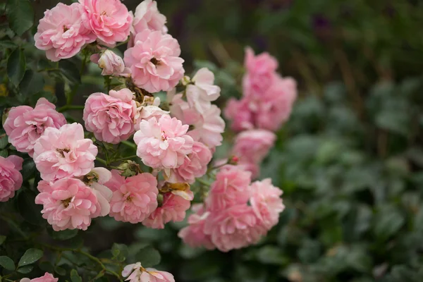 Rose flower — Stock Photo, Image