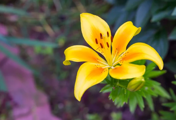 Dokonalé lily květina — Stock fotografie