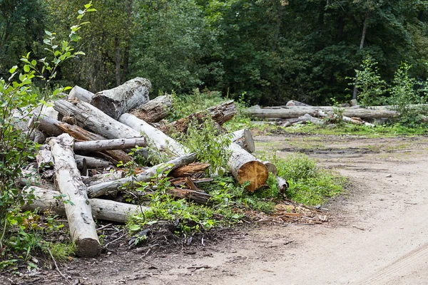 Deforestazione — Foto Stock