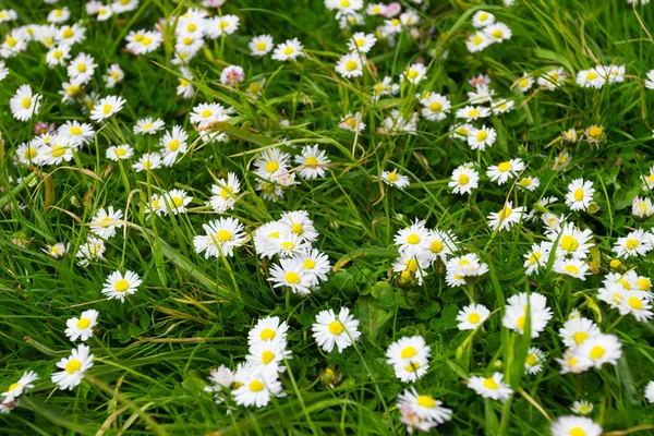 화이트 데이지 꽃과 녹색 풀밭 — 스톡 사진