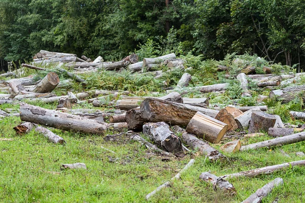 Deforestazione — Foto Stock