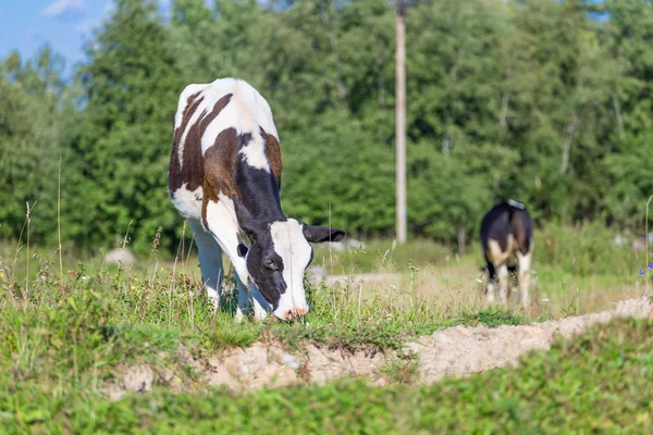 Kuhtiere Stockbild