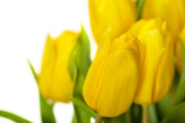 Sarı Lale çiçek